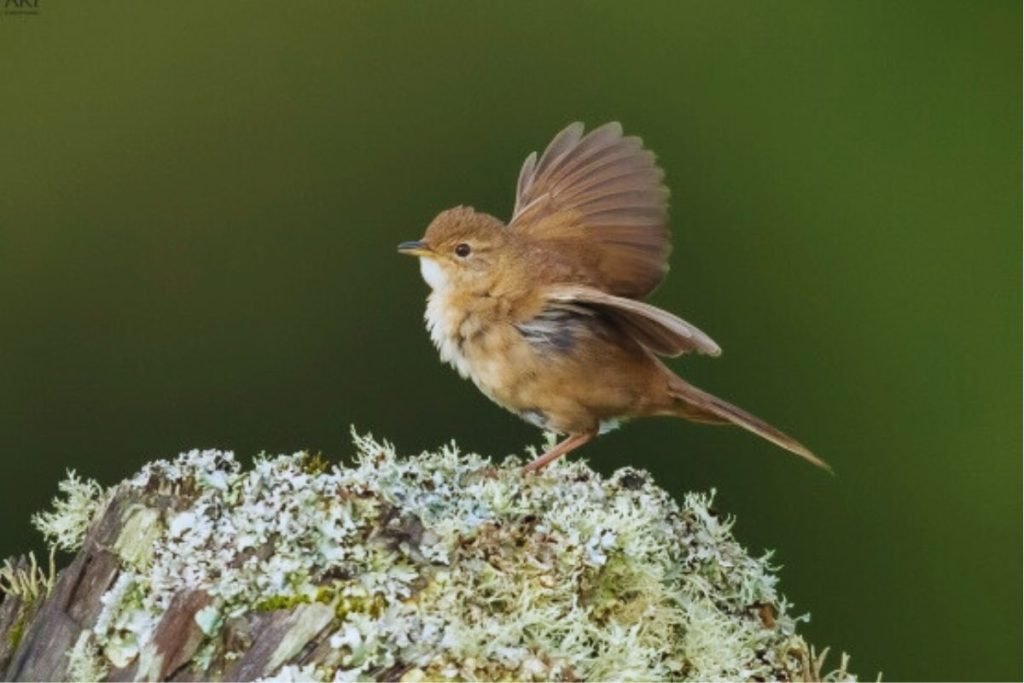 Grassbirds