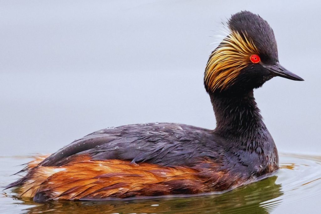 Grebes