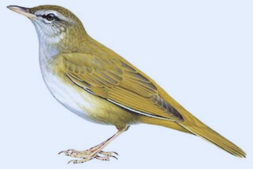 Grassbird