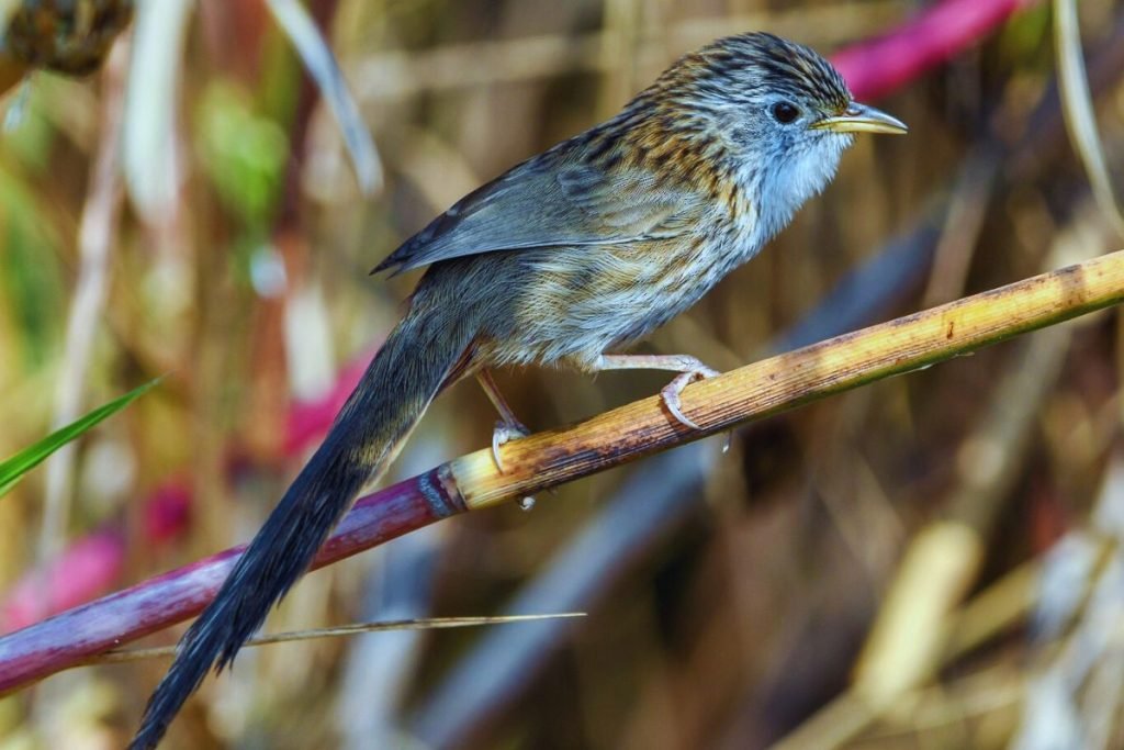 King of Birds in India