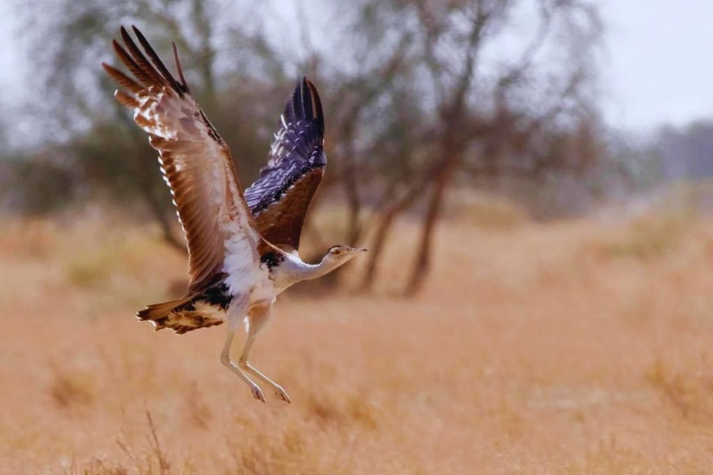 Largest Bird in India