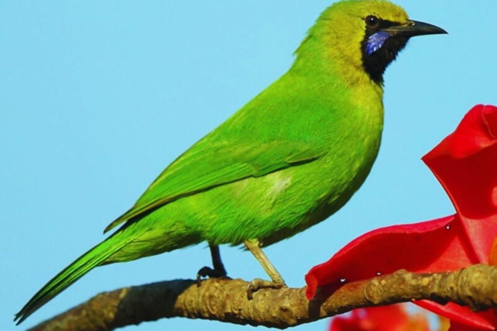 Leafbird
