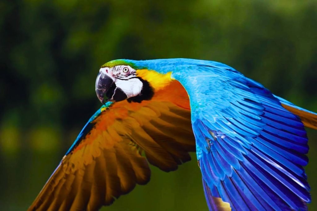 Macaw Bird Price in India