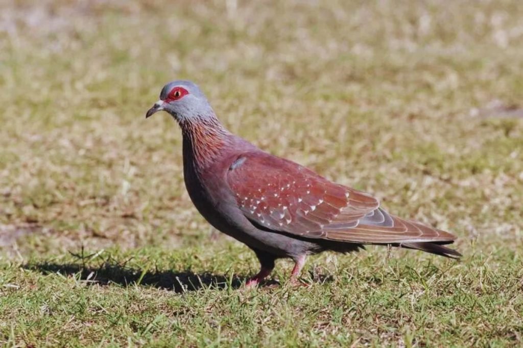 pigeons and doves