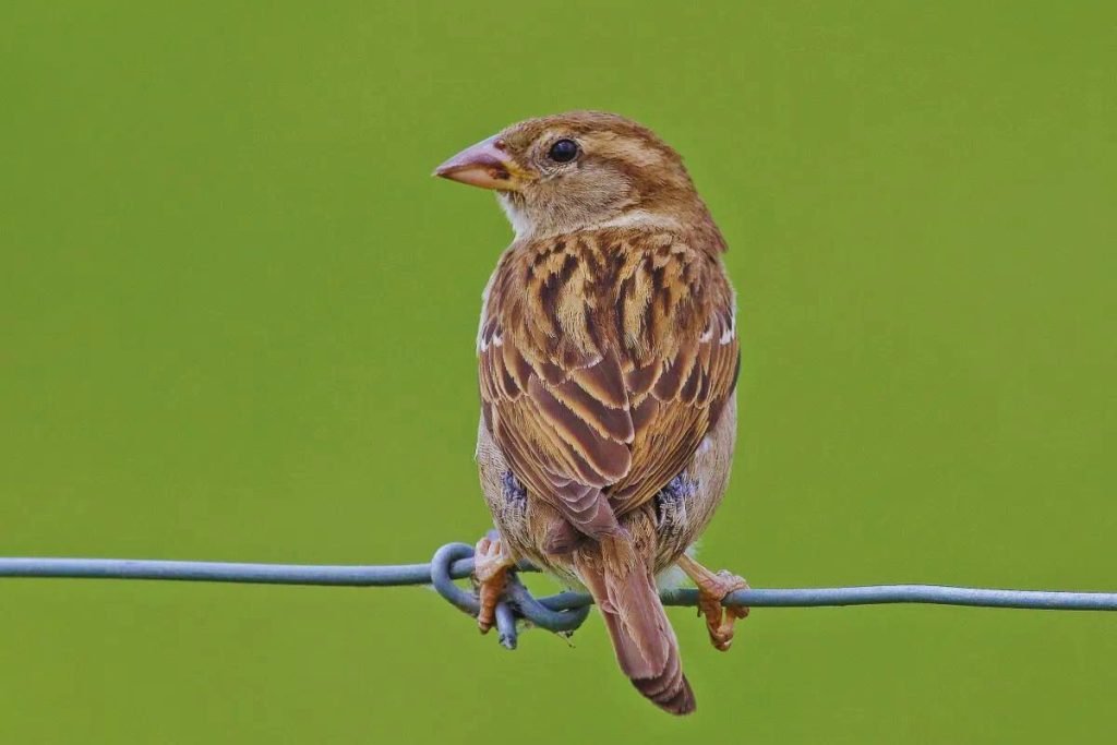 sparrow