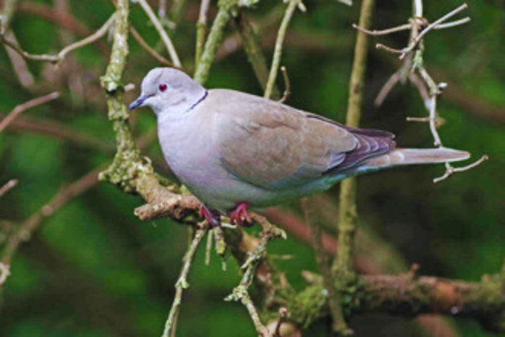 pigeons and doves