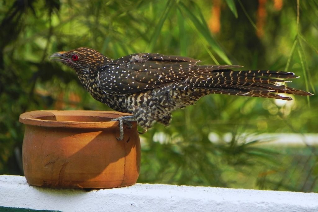 Asian Koel
