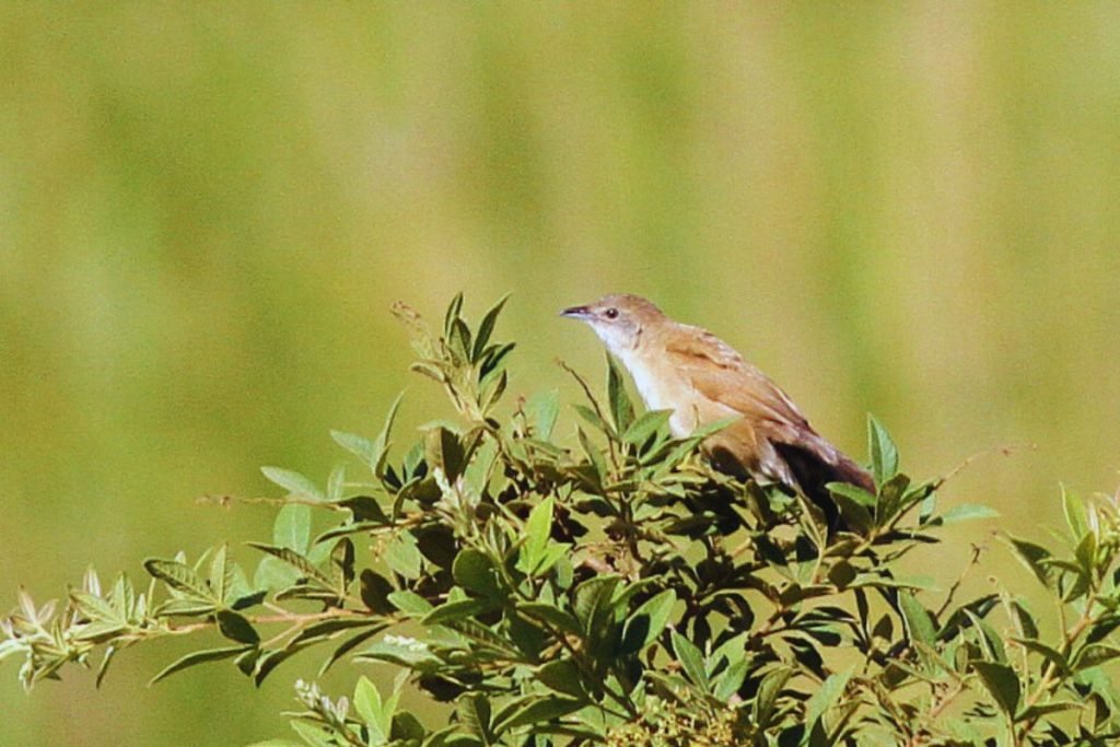 Grassbird