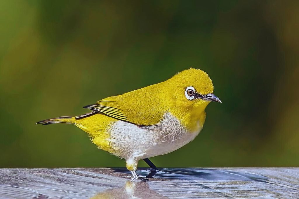 King of Birds in India
