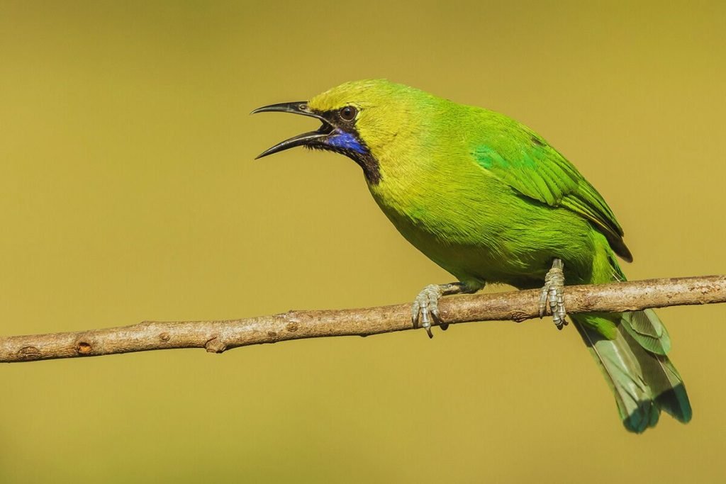 Leafbird