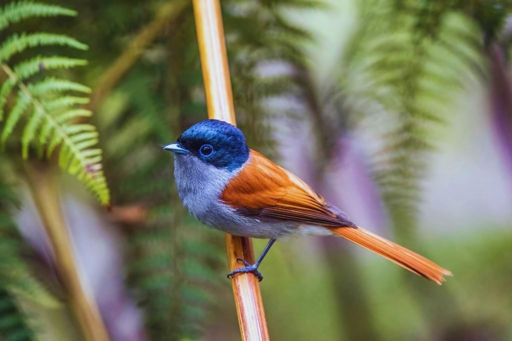Flycatcher