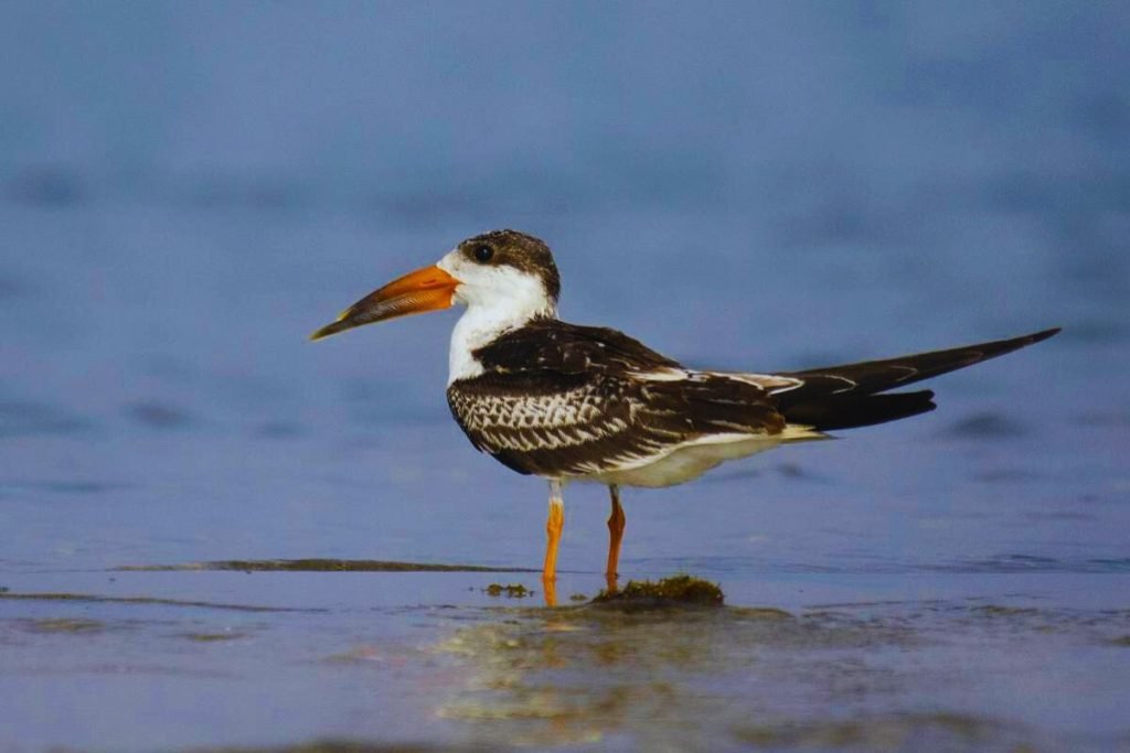 Water Birds in India