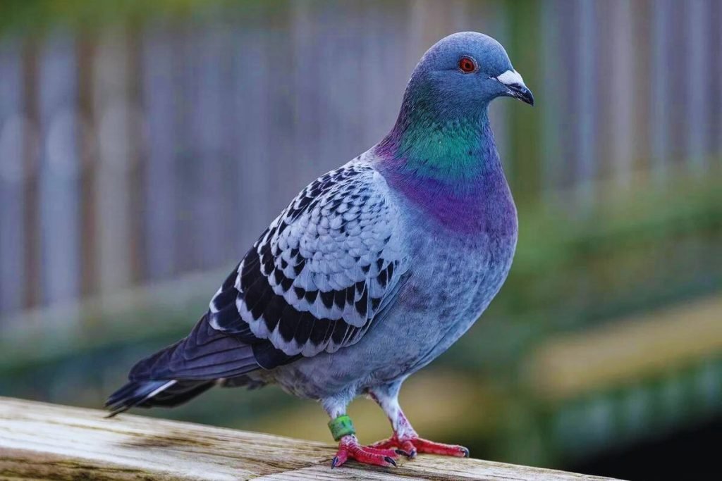 pigeons and doves