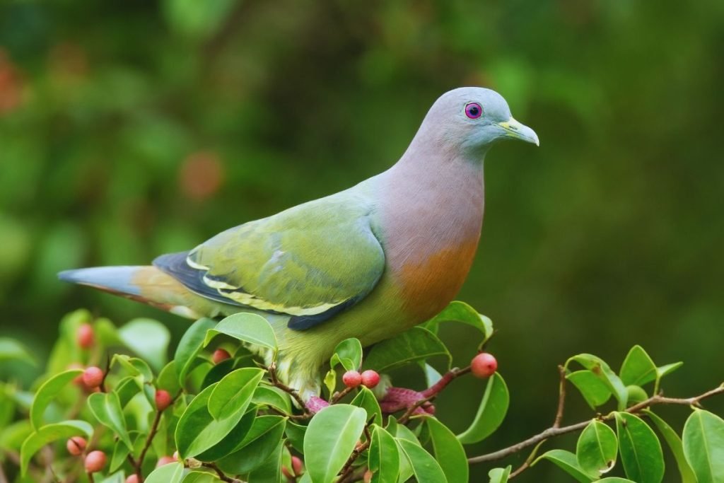 Pigeons and Doves 