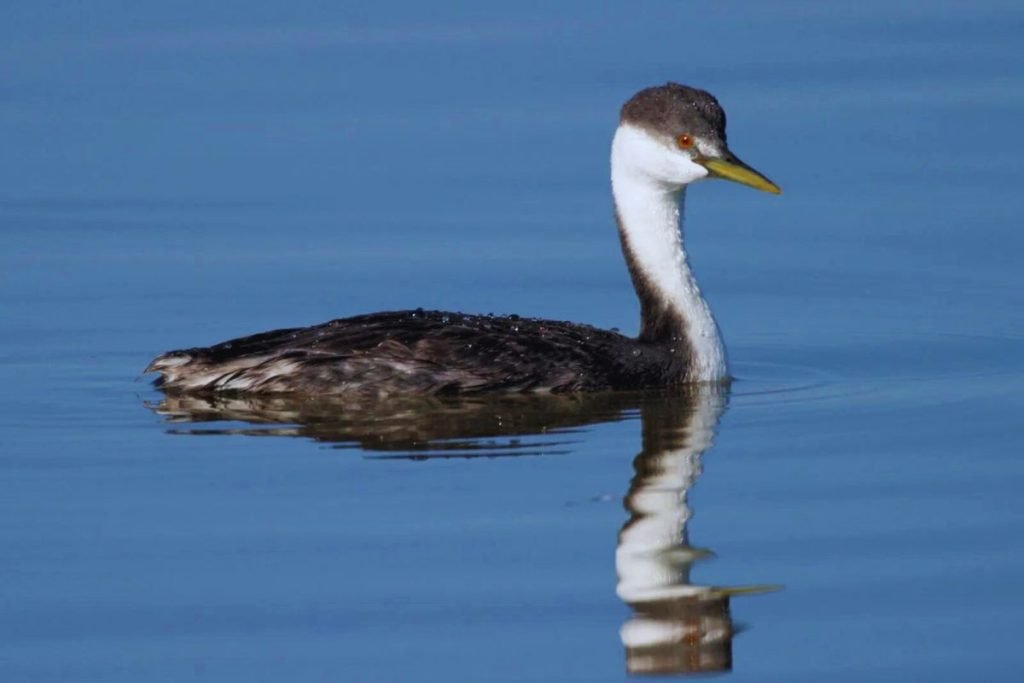 Grebes