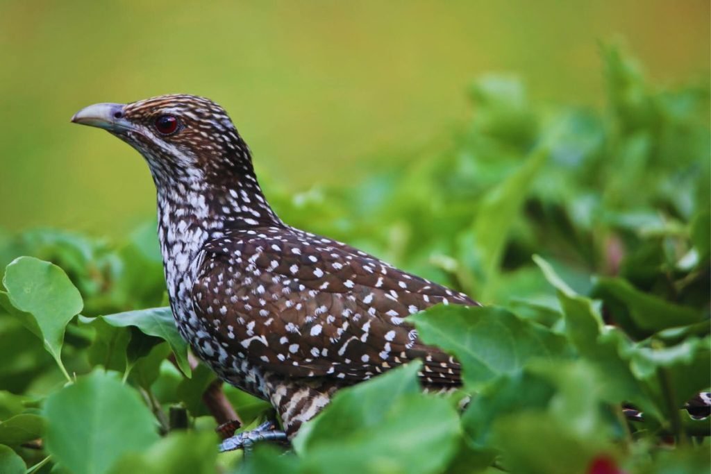 Asian Koel