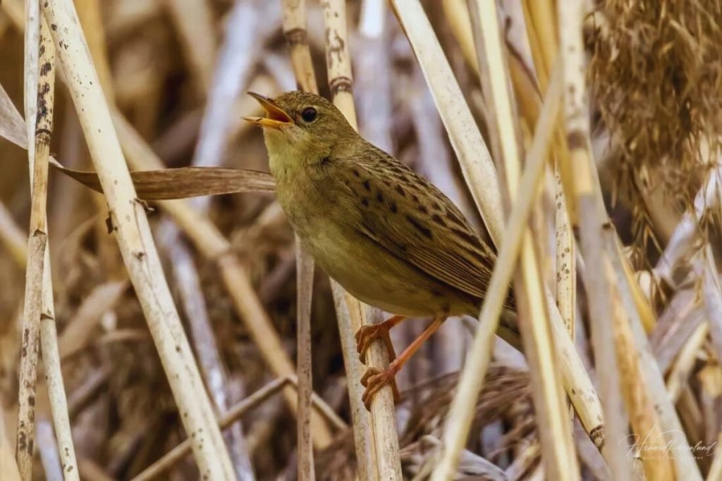 Grassbird