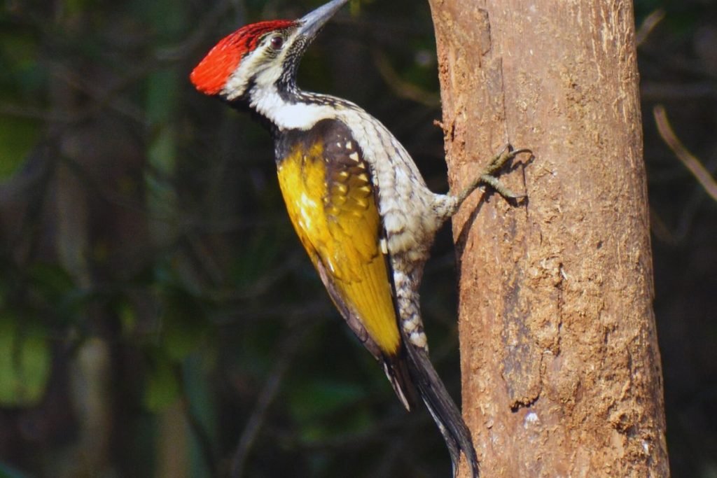 King of Birds in India