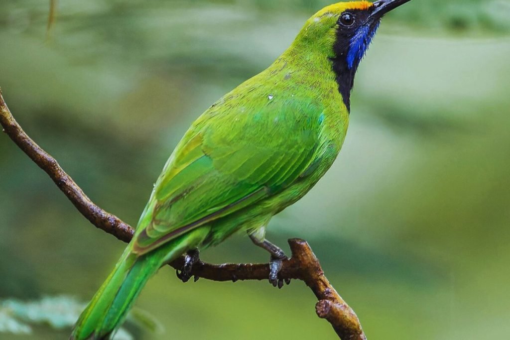 Leafbird