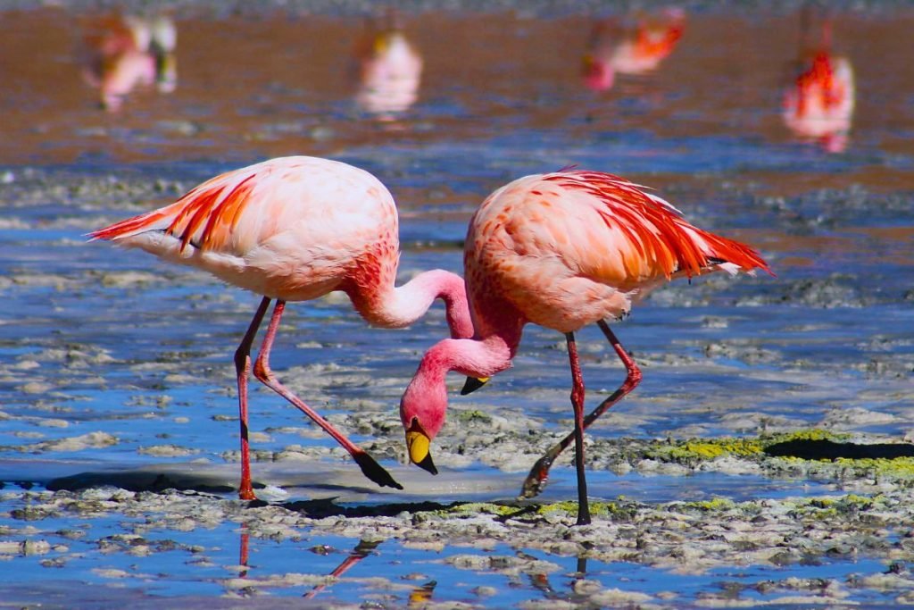 Water Birds in India