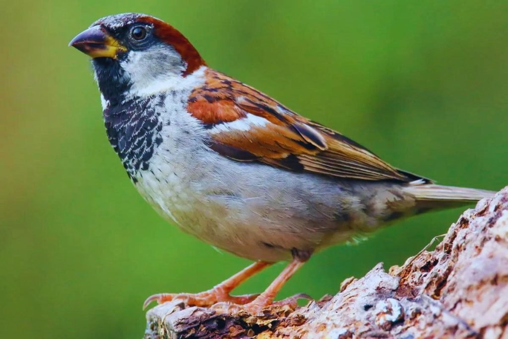 sparrow