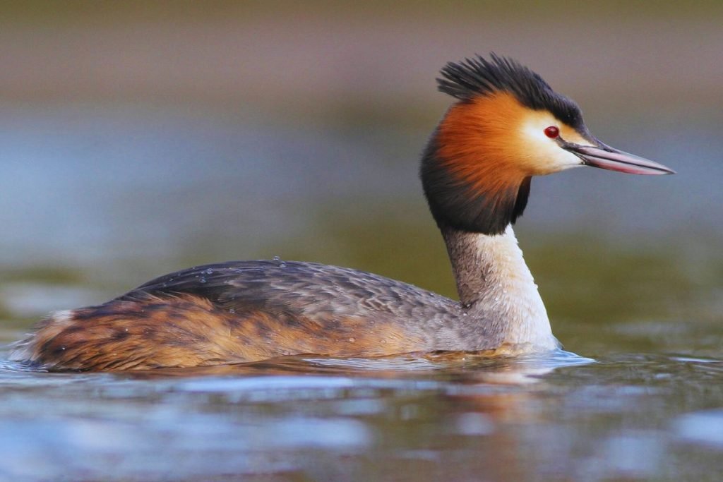 grebes