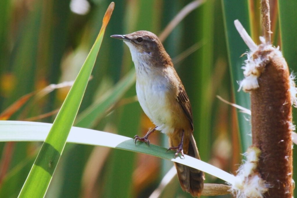 Grassbird