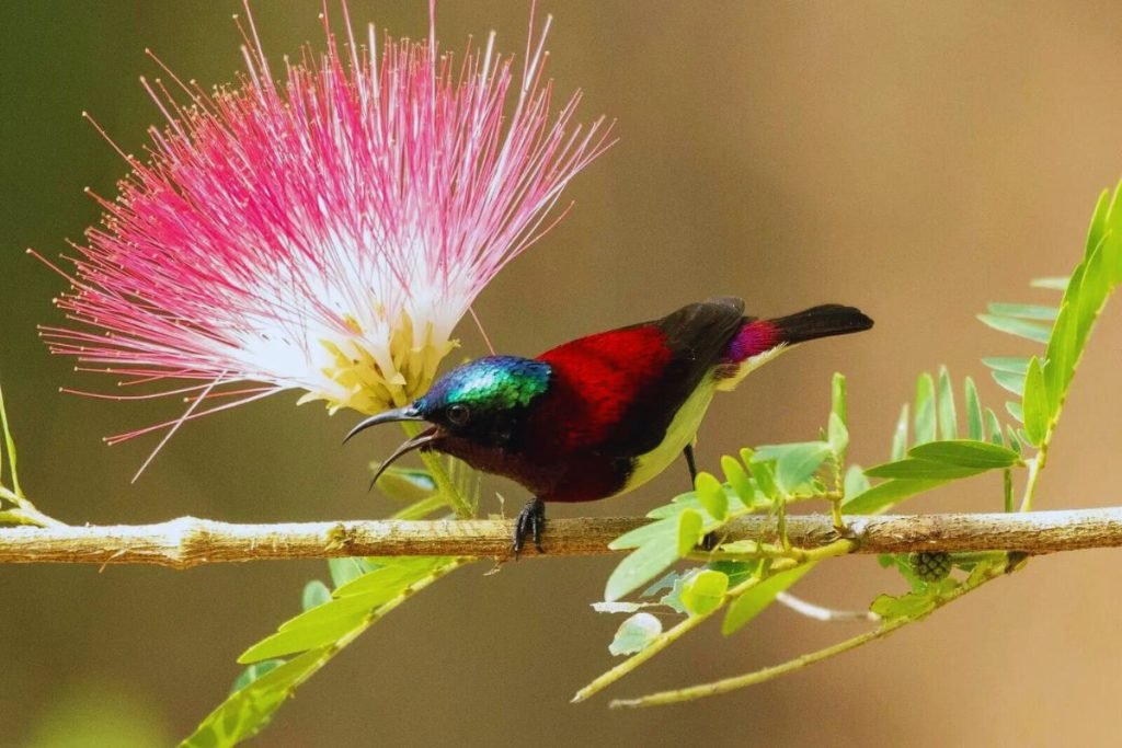 King of Birds in India