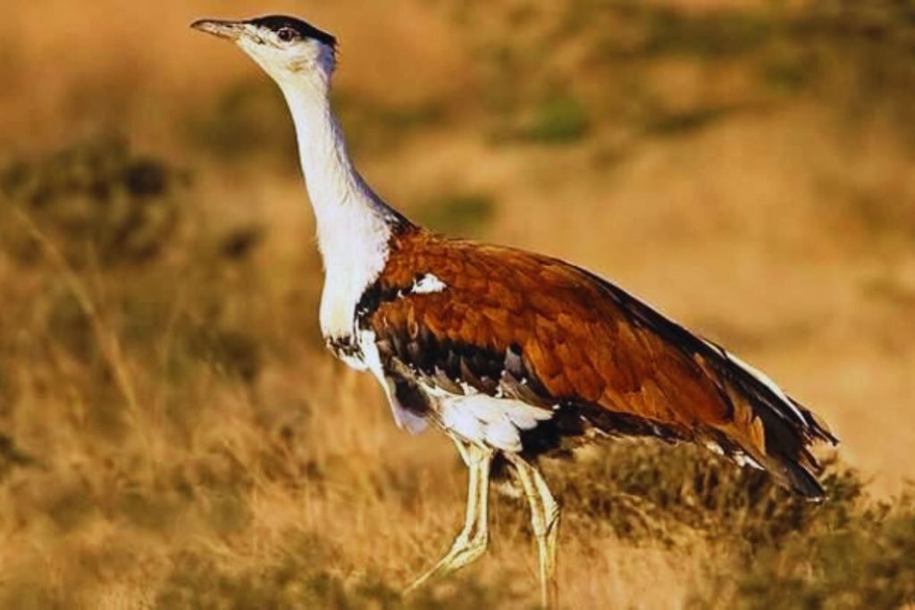 Largest Bird in India