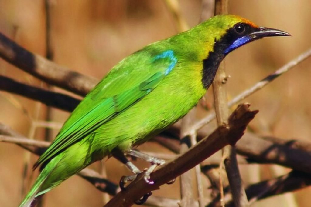 Leafbird