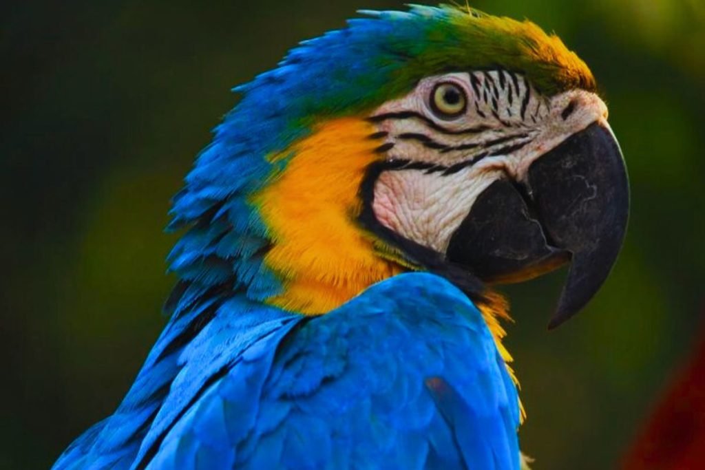 Macaw Bird Price in India