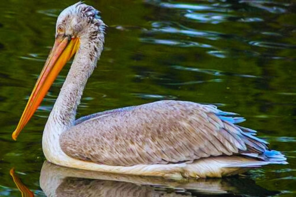 Water Birds in India