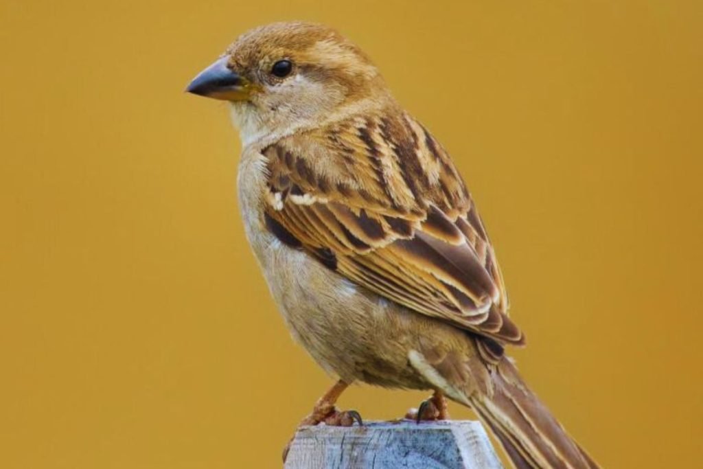 sparrow