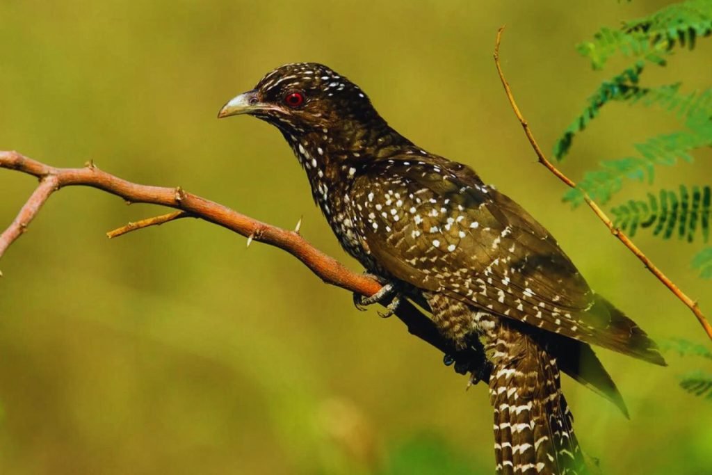 Asian Koel