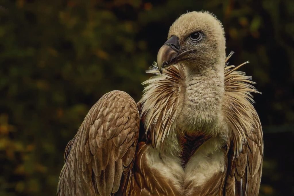 King of Birds in India