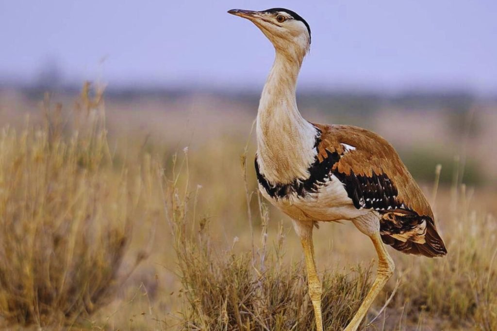 Largest Bird in India