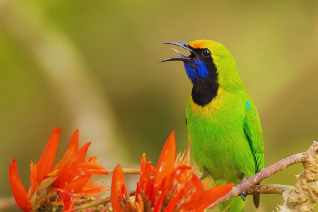 Leafbird