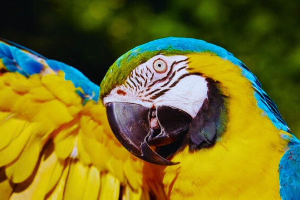 Macaw Bird Price in India