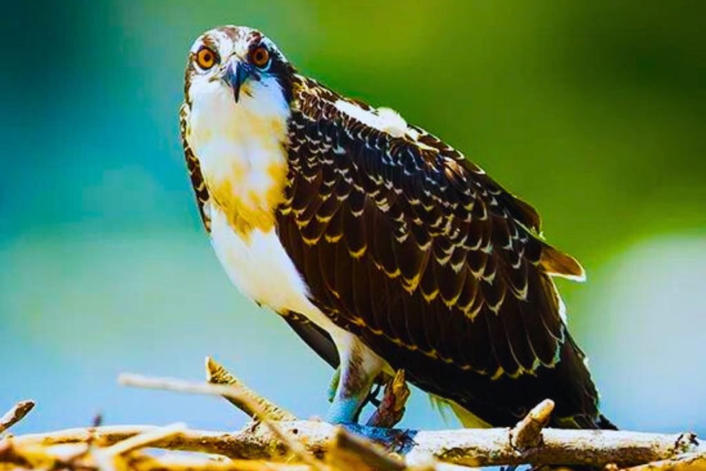 Water Birds in India