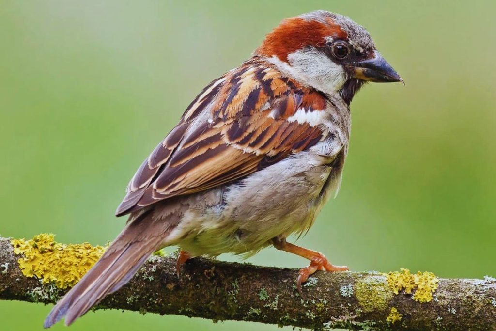 old world sparrow