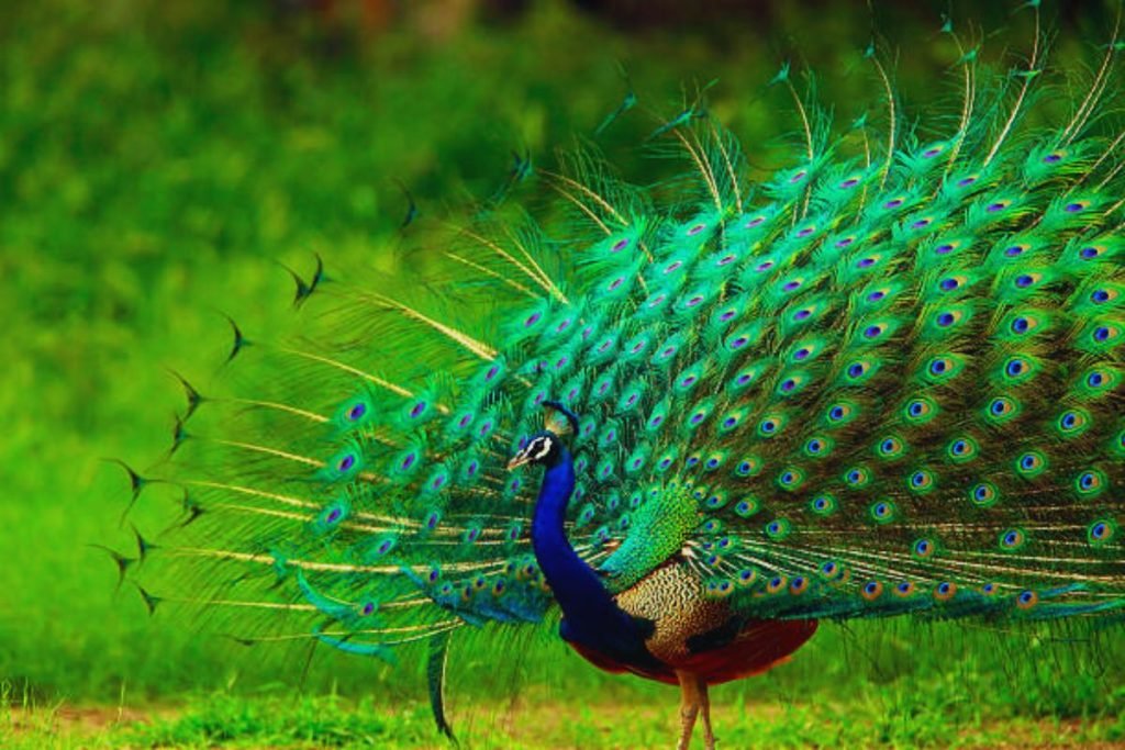 King of Birds in India