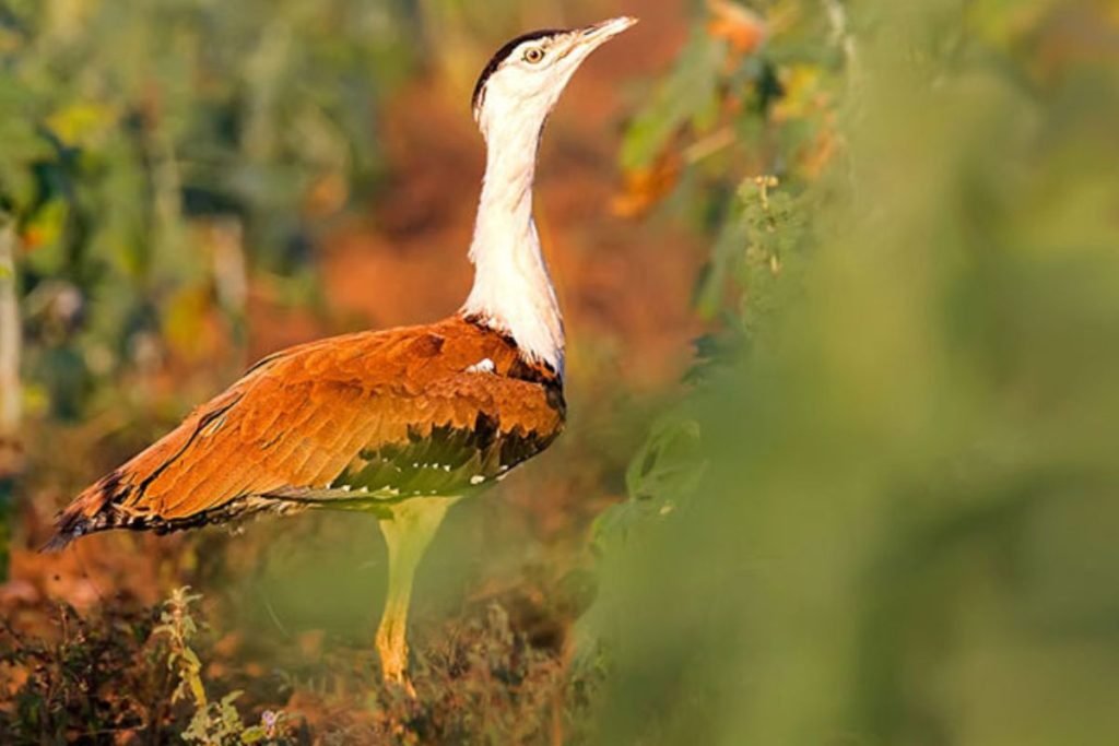 Largest Bird in India