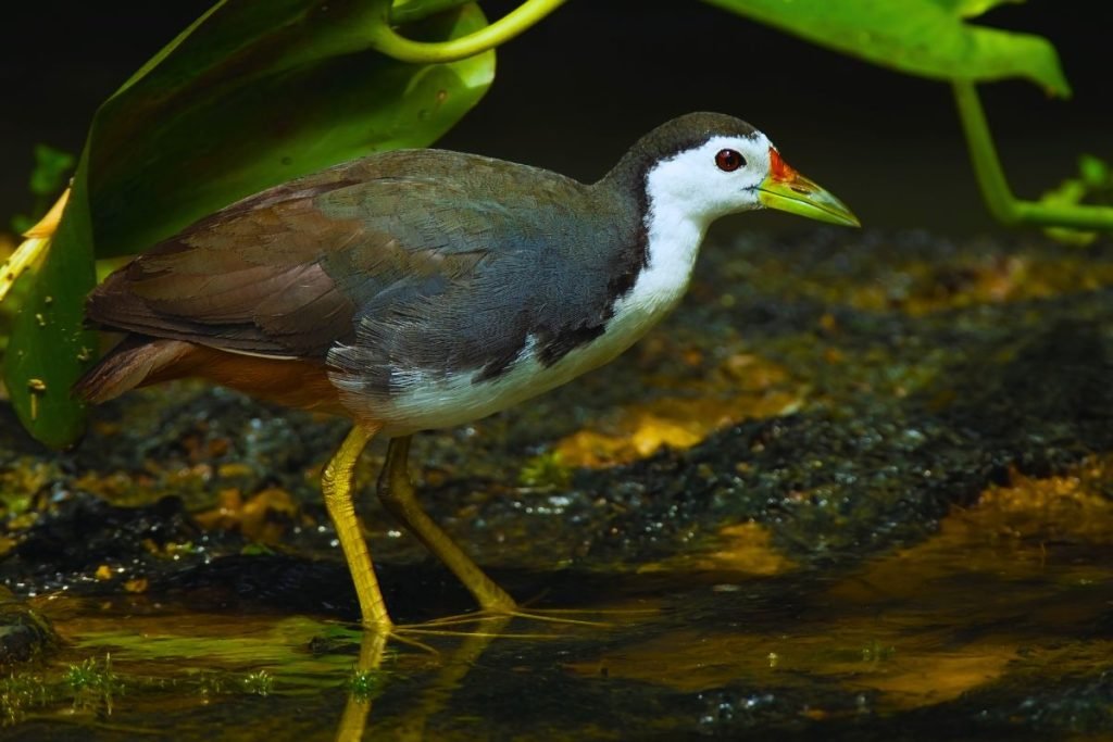 Water Birds in India