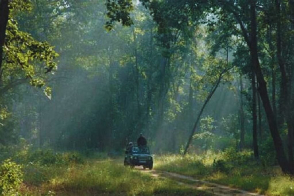 Rainy Season Safari