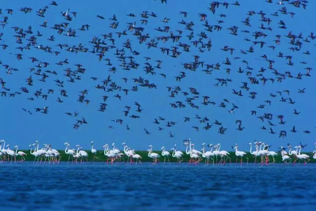 Chilika Lake Bird Sanctuary