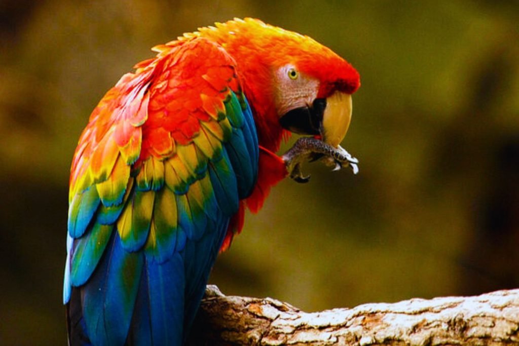 Macaw Bird Price in India