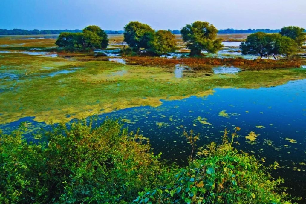 Keoladeo Ghana National Park, Rajasthan