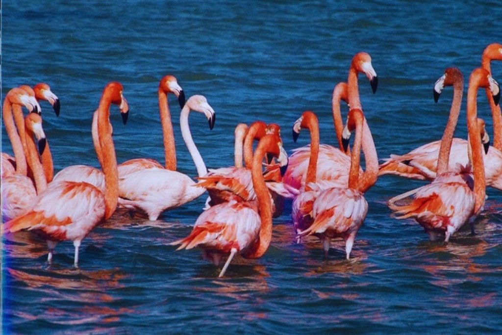 Nal Sarovar Bird Sanctuary