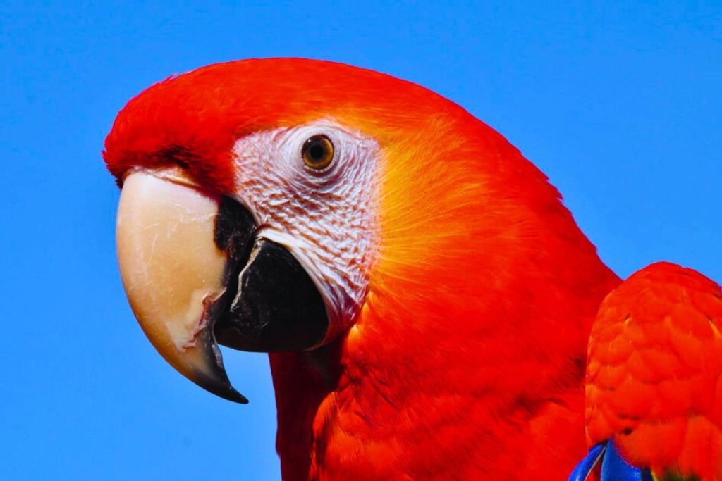 Macaw Bird Price in India