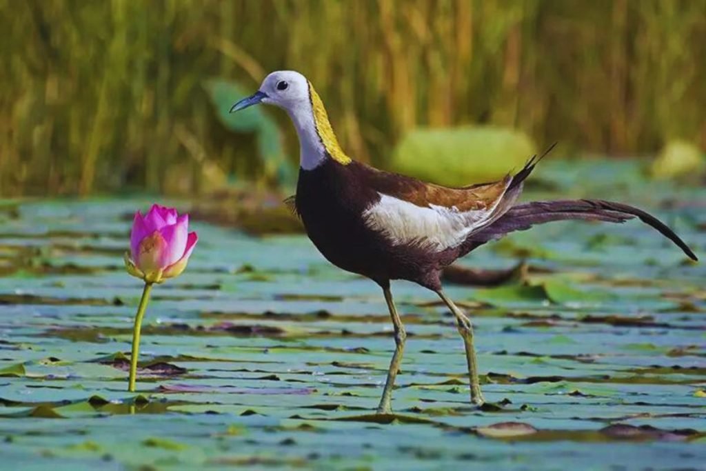 Sultanpur National Park